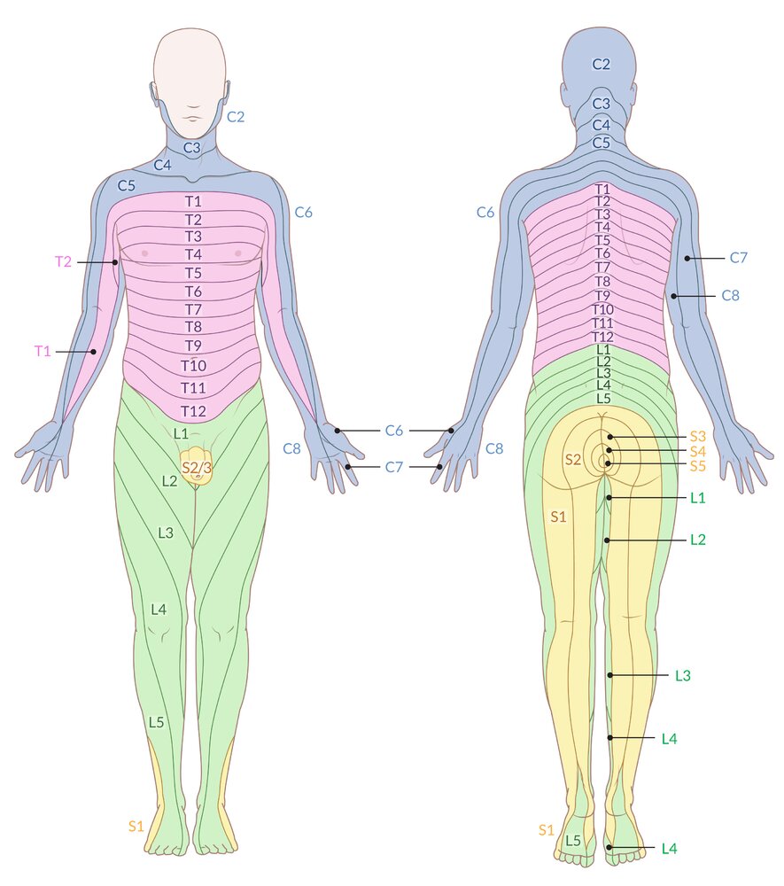 Lumbar Dermatome Distribution