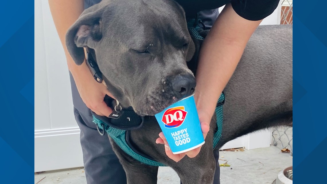 Proceeds from Dairy Queen pup cups to go to local animal shelters