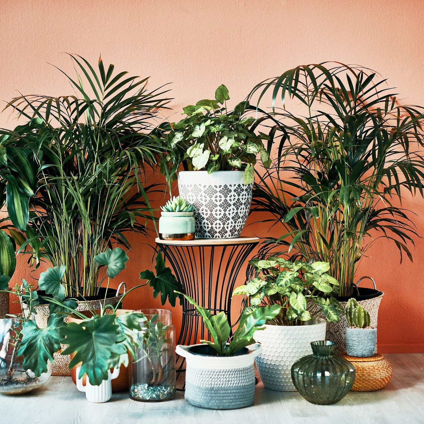 The 13 Best Indoor Plants for Gorgeous Greenery and Healthier Air