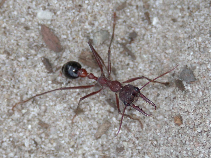 Share 95+ about bull ant australia cool - NEC