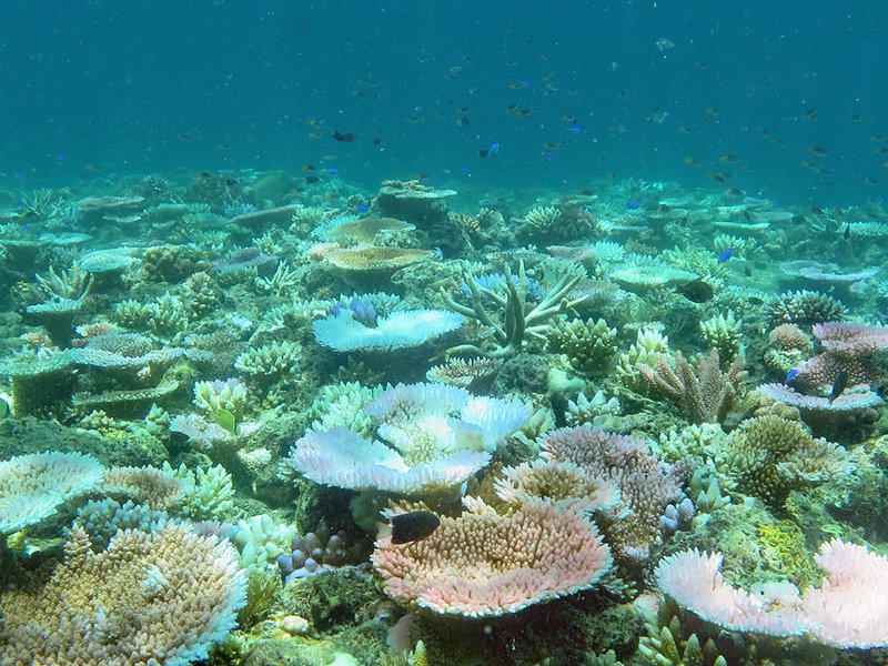 In mid-February 2021, most of these corals are in various stages of bleaching.