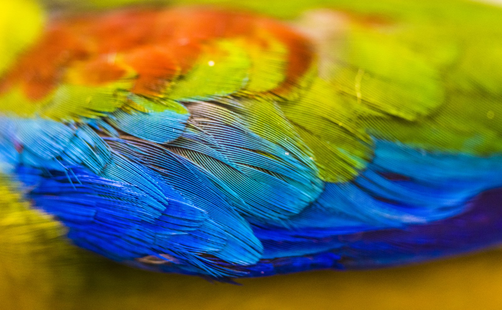 Australian Bird Feather Texture