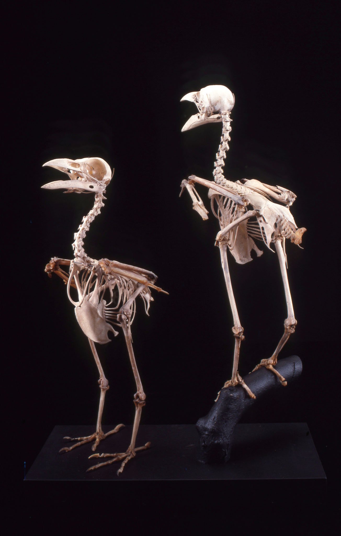 Australian Raven skeletons