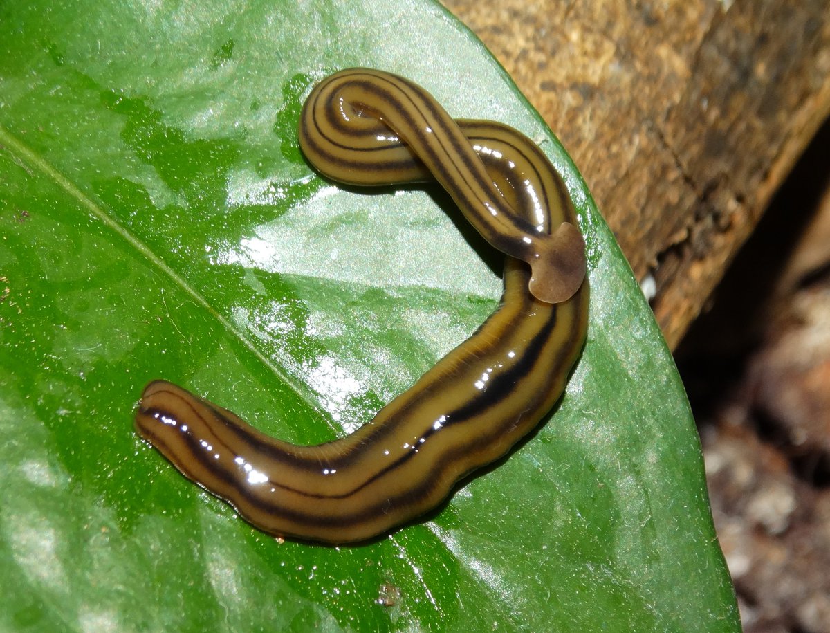 Types Of Garden Worms