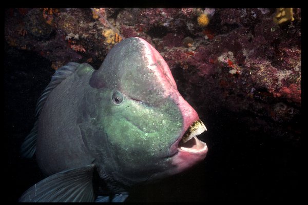 Bumphead Parrotfish<i>Bolbometopon muricatum</i>