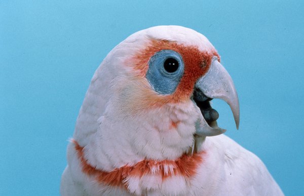 Cacatua tenuriotris