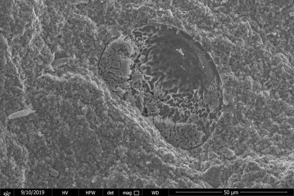 Microfossil Pollen 1