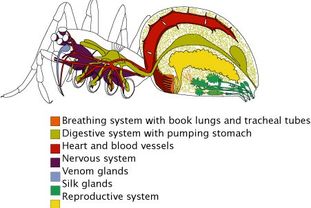 Diagram of Spiders insides