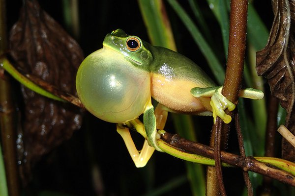 Litoria gracilenta, Richmond Range NP