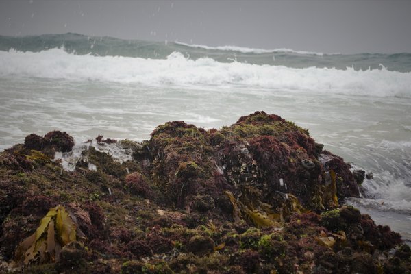 Intertidal habitat