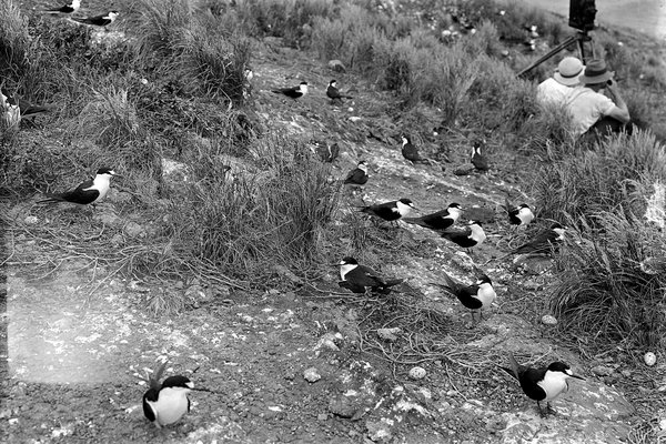 Photographers: Birds on Lord Howe Island