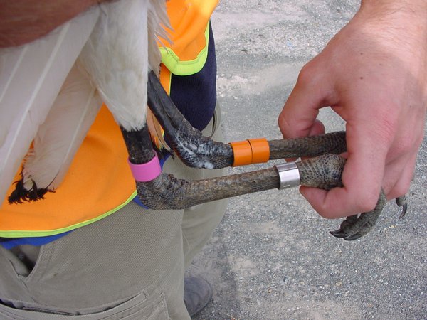 Australian Ibis with colour bands