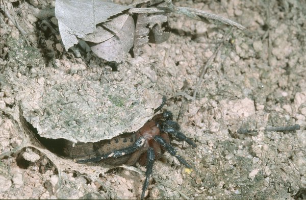 Segmented spider emerging from burrow