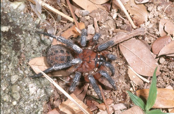 Segmented Spider from Penang