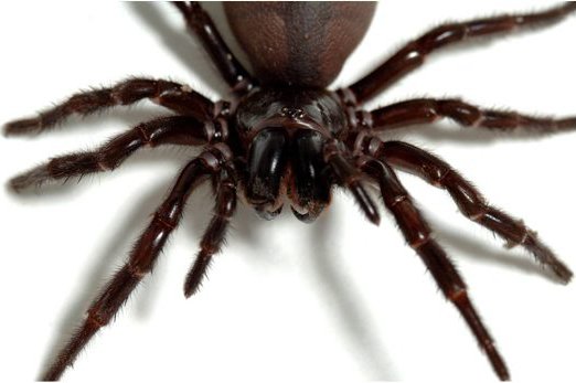 Sydney Funnel-web Spider