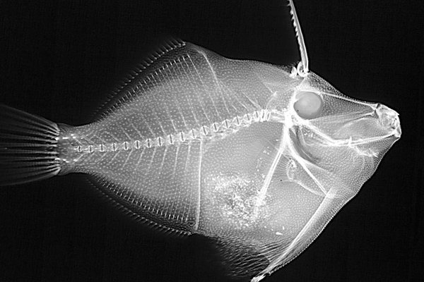 X-ray of leatherjacket