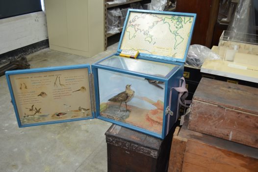 The first Museum travelling case, 'Sea Birds'