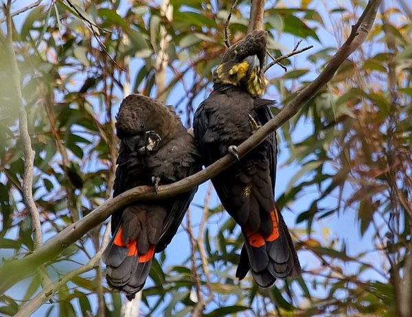 Glossy Black-Cockatoo