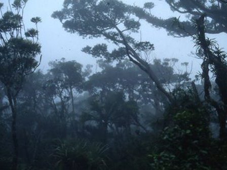 Agathis montana forest at 1320 m elevation, Mt Panié, New Caledonia.