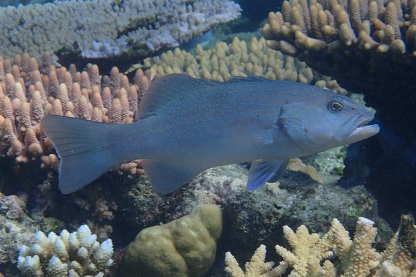 A young adult Coral Grouper (genus Plectropomus) on North Reef, Lizard Island, GBR.