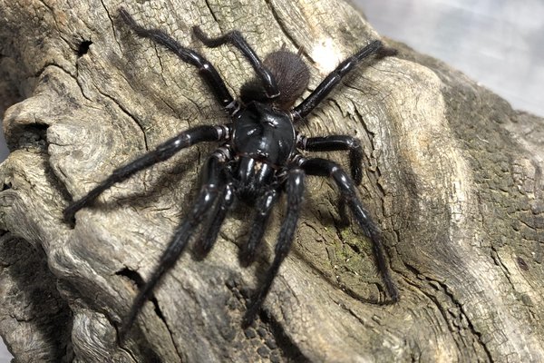 Male Newcastle funnel-web, Atrax christenseni, ‘Big Boy’