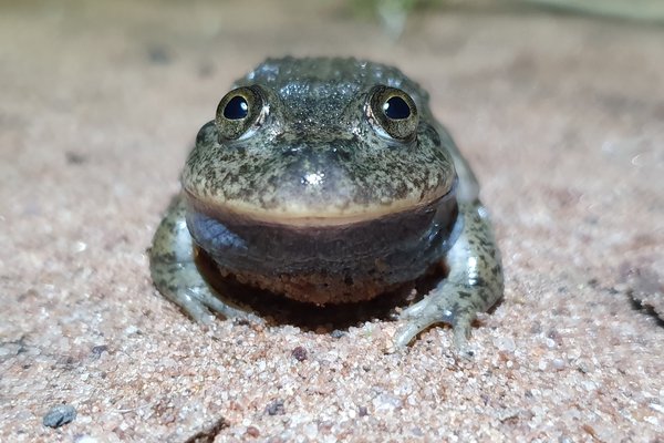 The Eastern Water-holding Frog (Cyclorana platycephela) is found in the Northern Wheatbelt