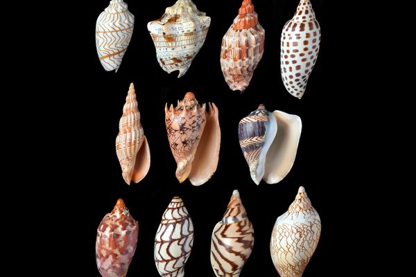 Composite plate of worldwide volutes, giving examples of some of their diverse patterns and morphologies