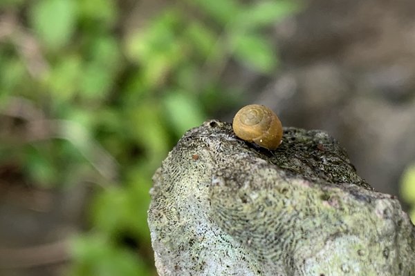 The pūpū or yellow necklace-shell (Orobophana pacifica).