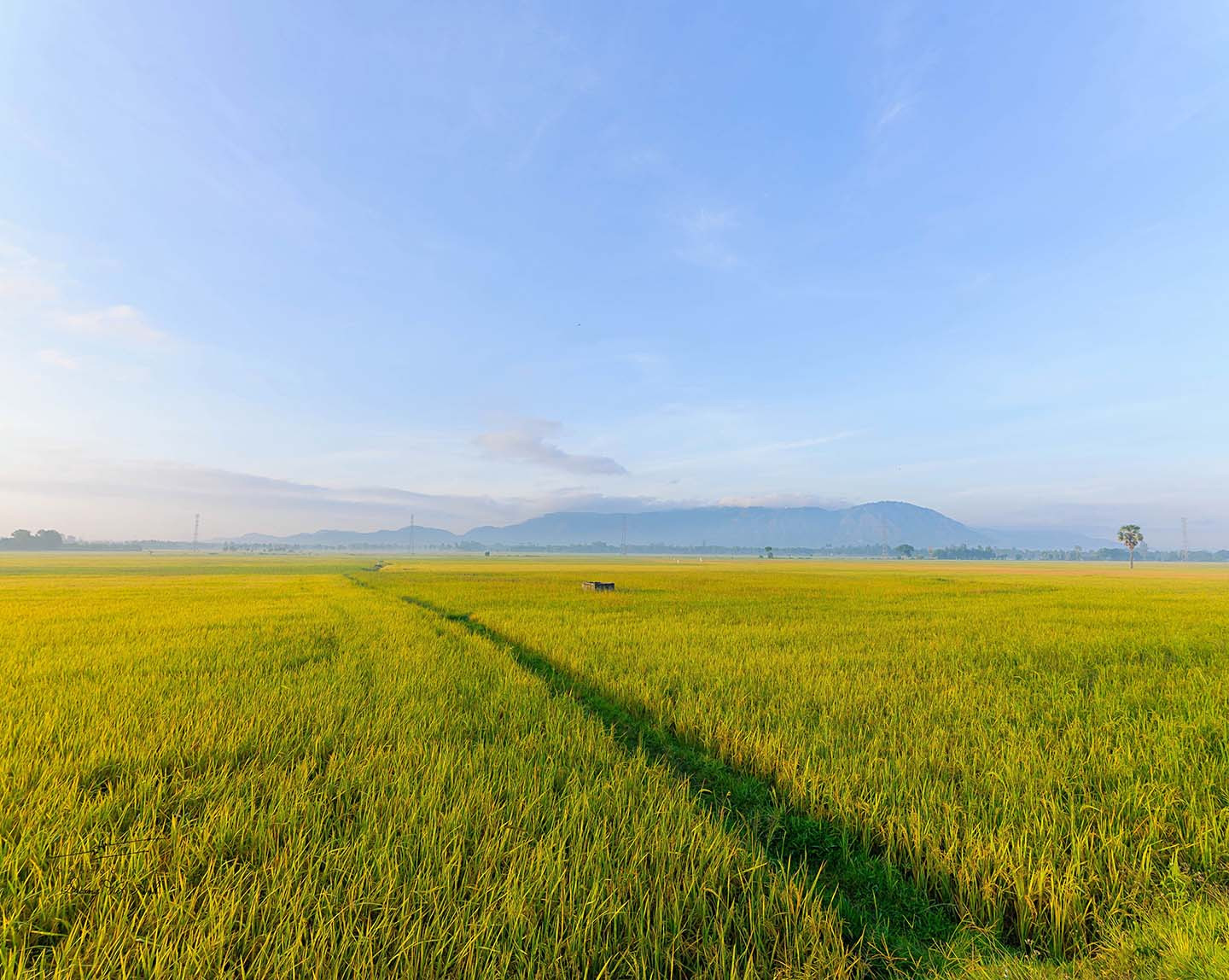 Đẹp yên bình bức tranh đồng quê Tịnh Biên mùa lúa chín vàng - Báo ...