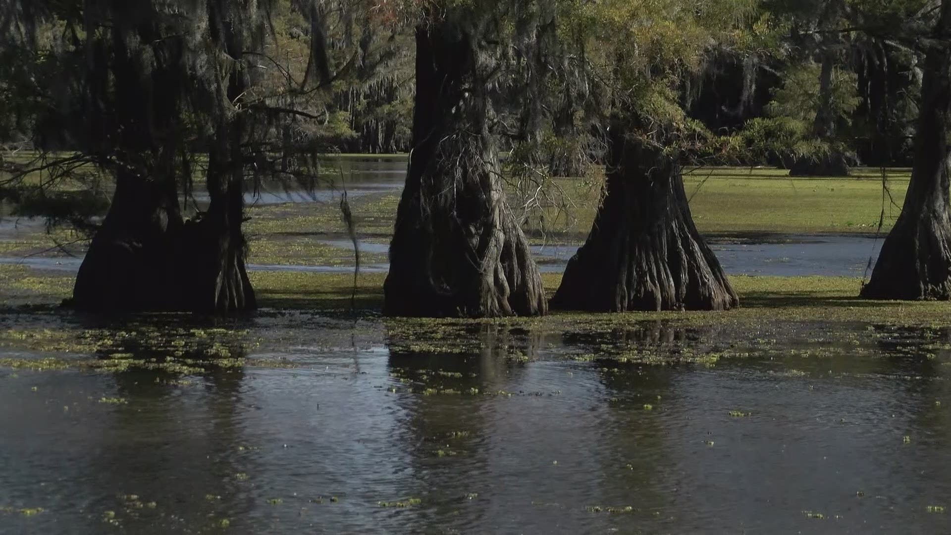 WATCH THE TRAILER HERE: M. Night Shyamalan's 'Caddo Lake' coming to Max ...