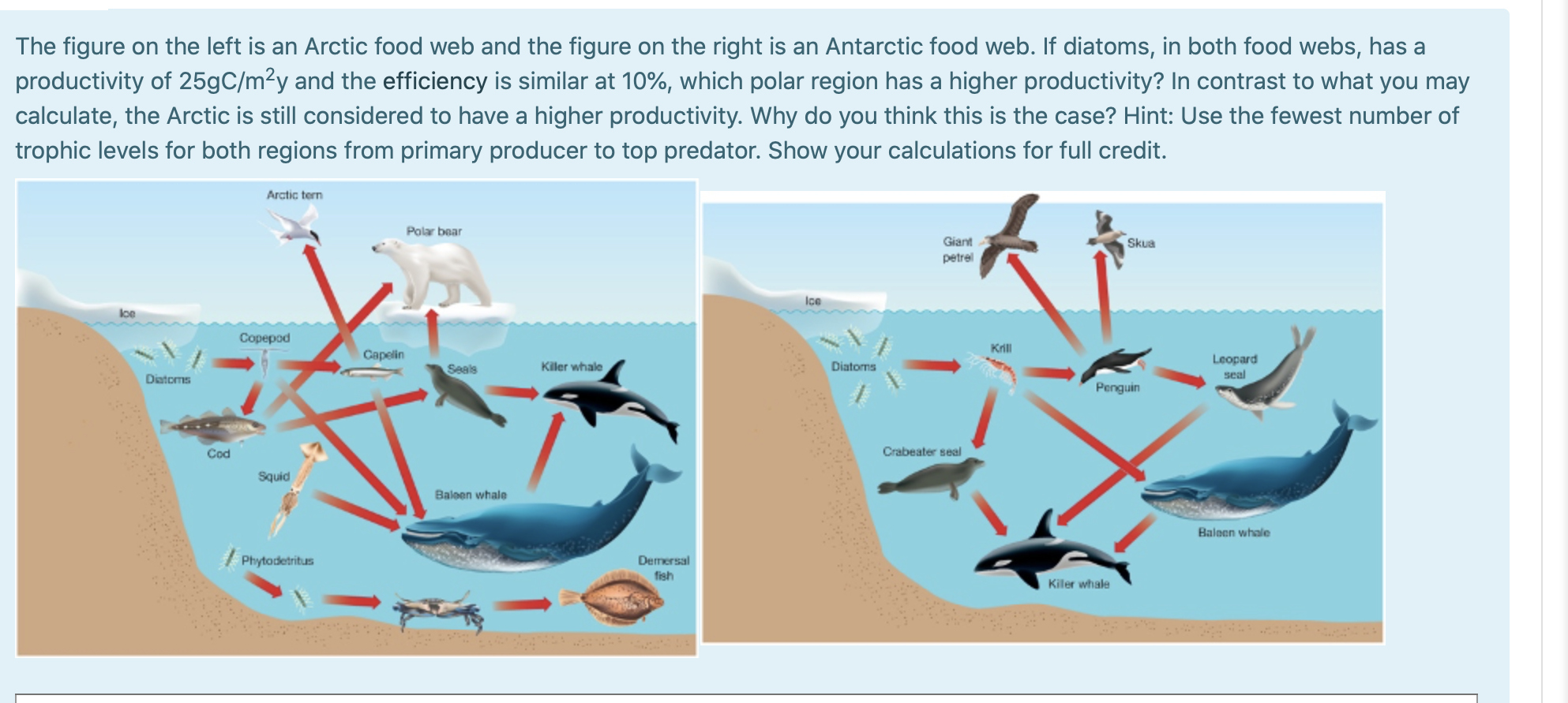 Antarctic Food Web