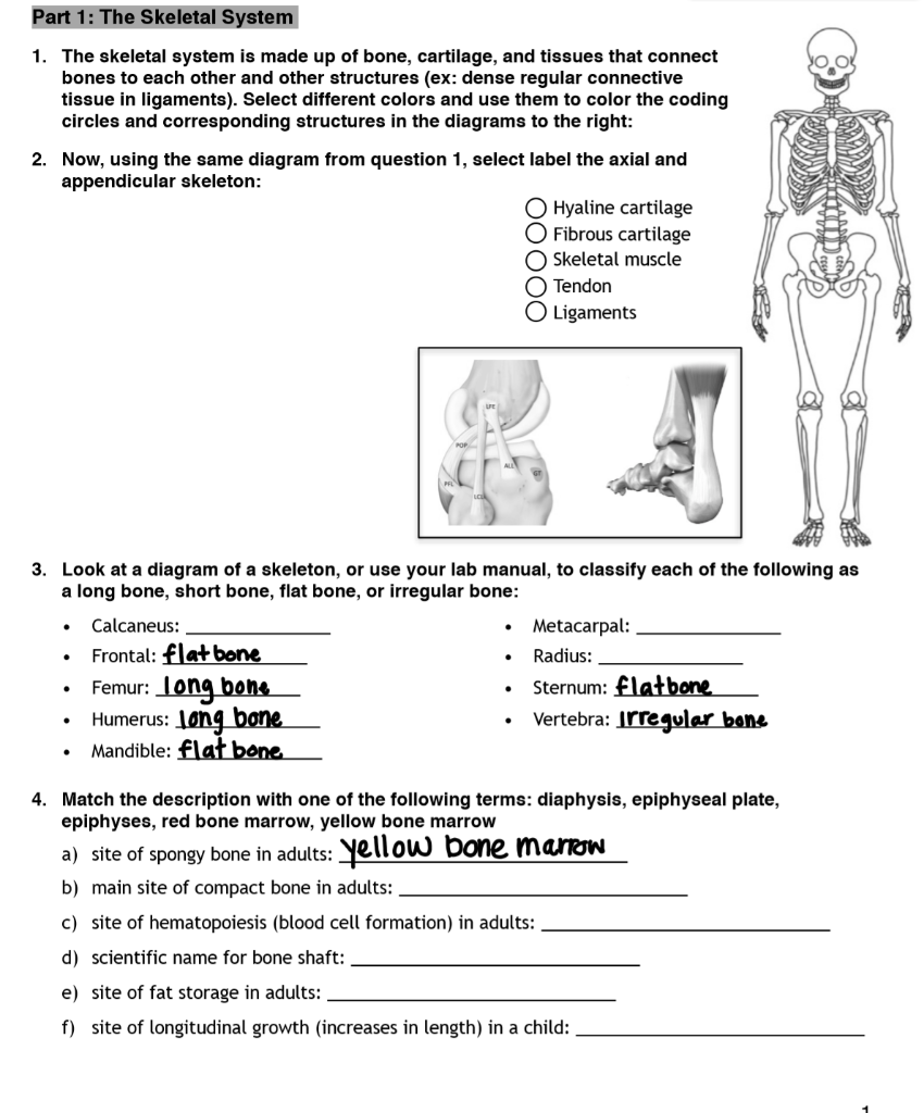 Part 1: The Skeletal System 1. The skeletal system is | Chegg.com