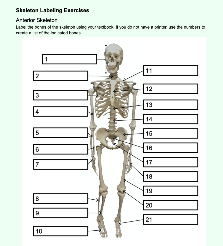 Axial Skeleton Labeling Worksheet