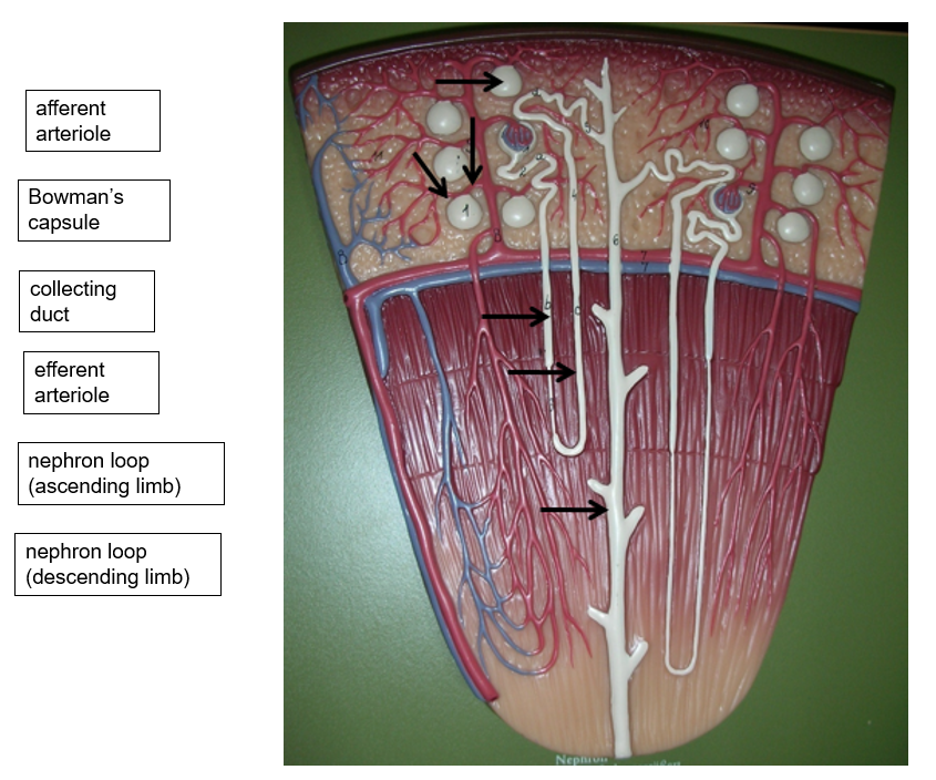 Solved Review of urinary system anatomy (40 pts) This | Chegg.com