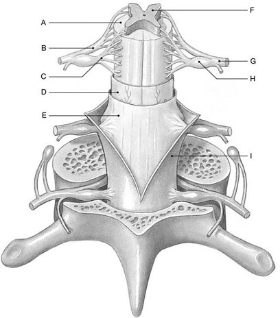 Solved Using the above-referenced diagram of a posterior | Chegg.com