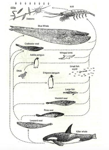 Solved Trophic food webs can be complex and interconnected. | Chegg.com