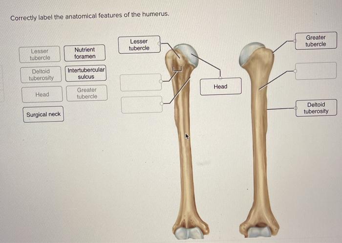 Greater Tubercle Of Humerus