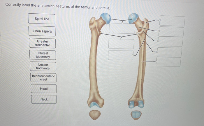 Solved Correctly label the anatomical features of the femur | Chegg.com