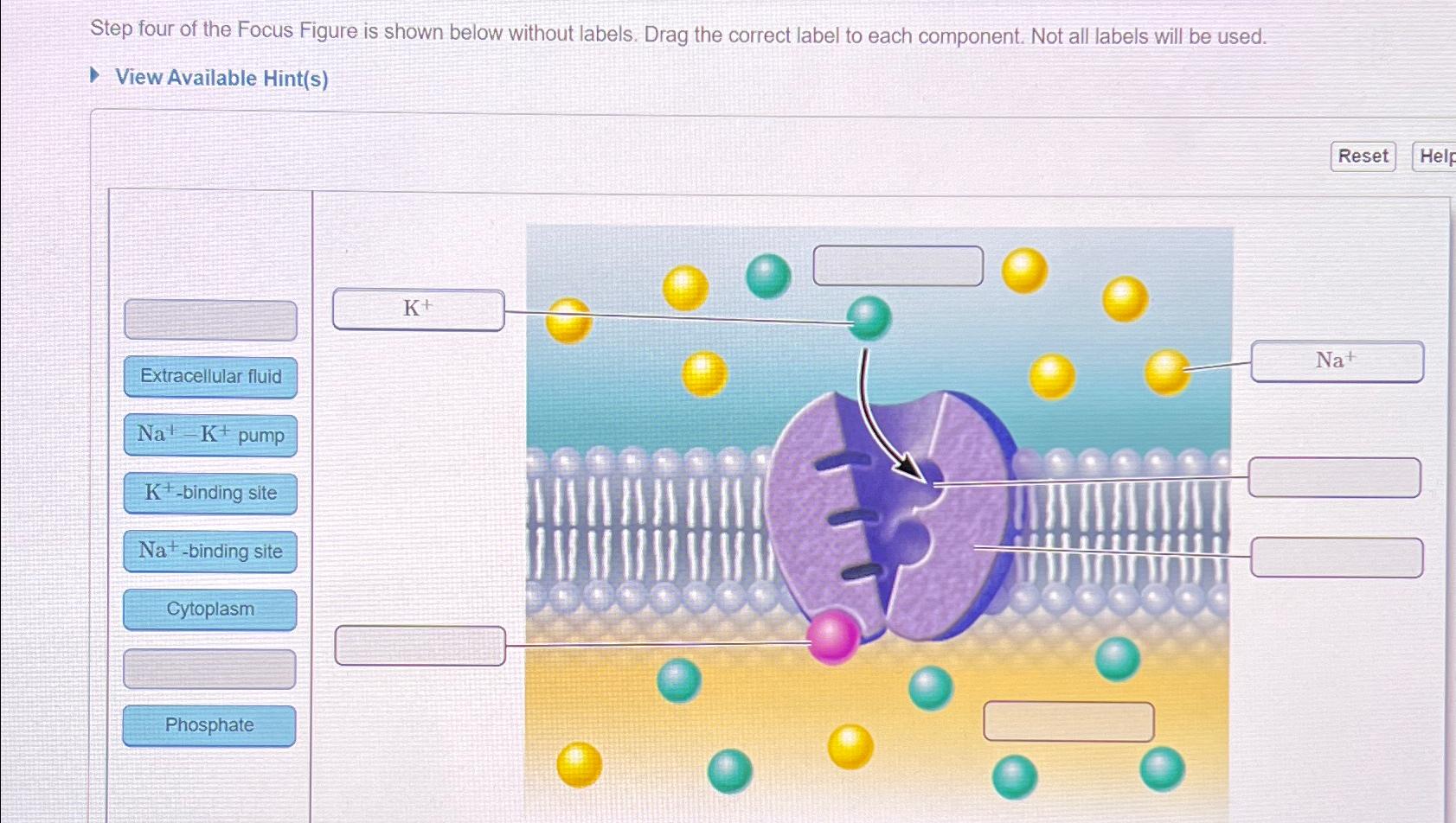 Solved Step four of the Focus Figure is shown below without | Chegg.com