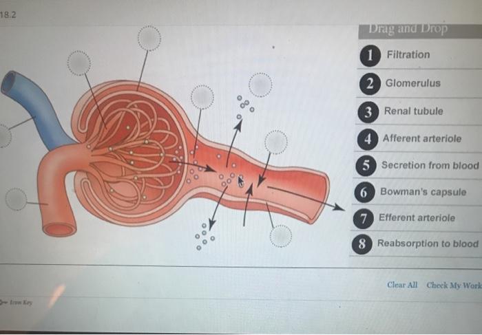 Solved 1 Aorta 2 Urethra 3 Kidney 4 Rectum (cut) 5 Urinary | Chegg.com