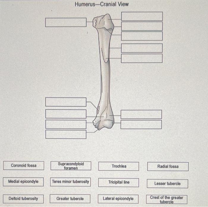 Humerus-Cranial View \begin{tabular}{|c|} \hline | Chegg.com