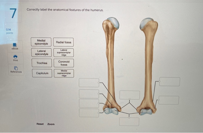 Solved Correctly label the anatomical features of the | Chegg.com