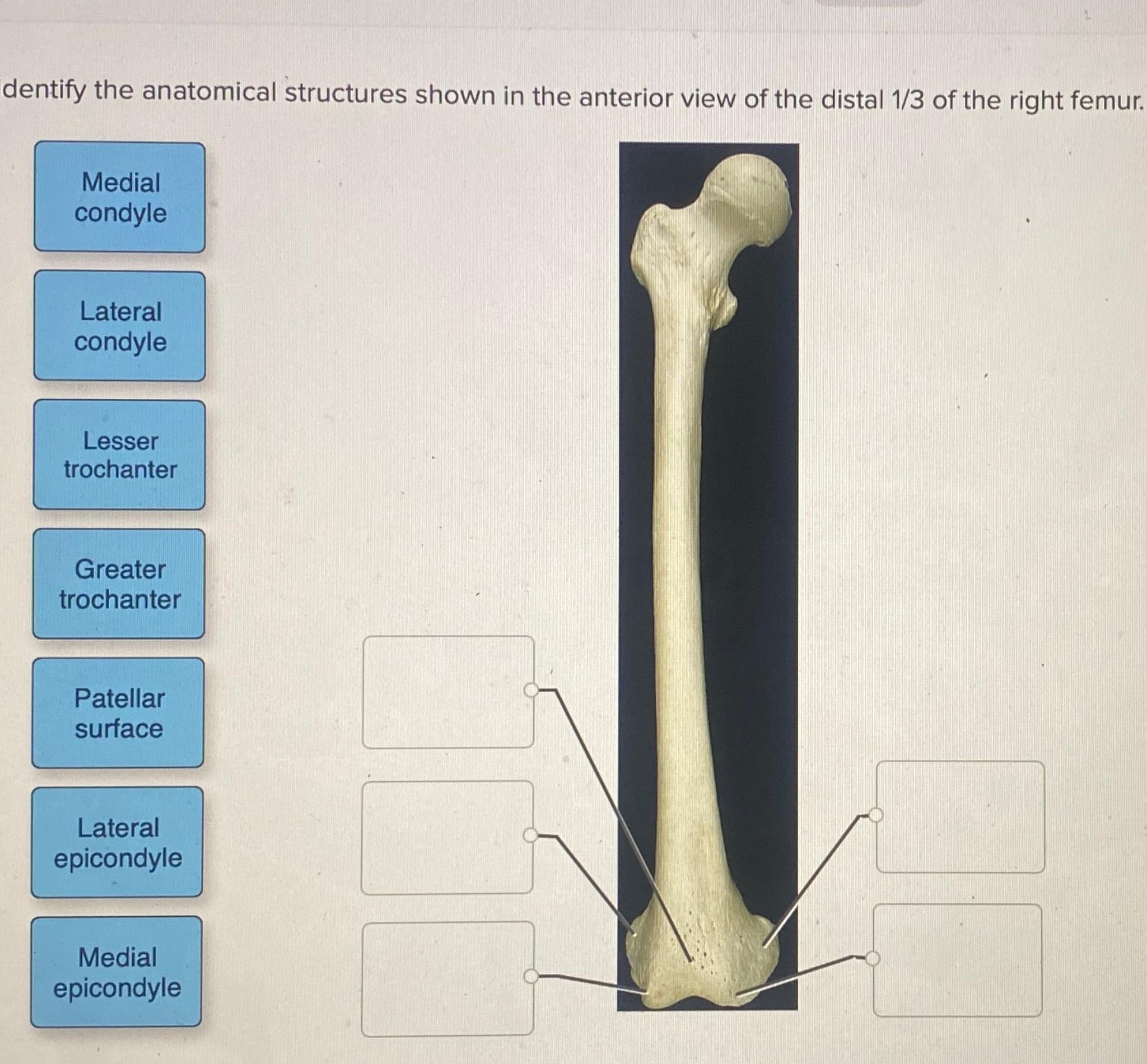 Solved dentify the anatomical structures shown in the | Chegg.com