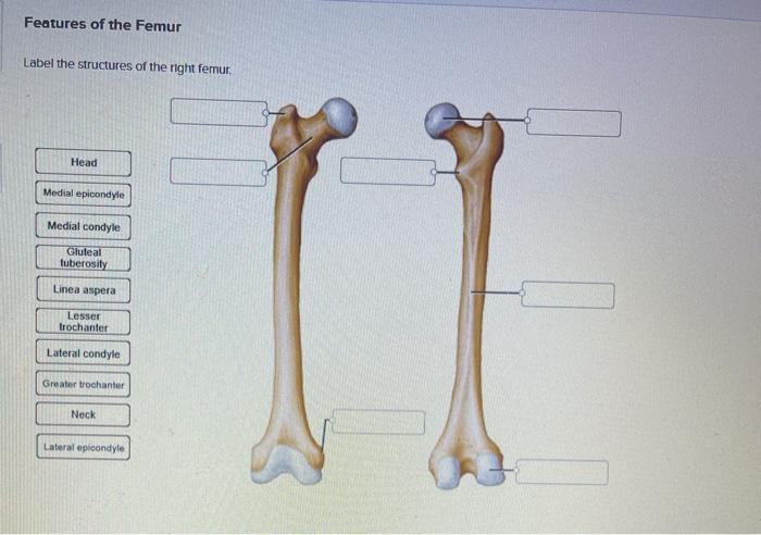 Solved Features of the Femur Label the structures of the | Chegg.com