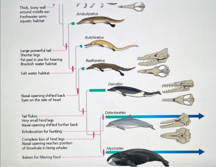 Solved The phylogeny below shows the relationships between | Chegg.com