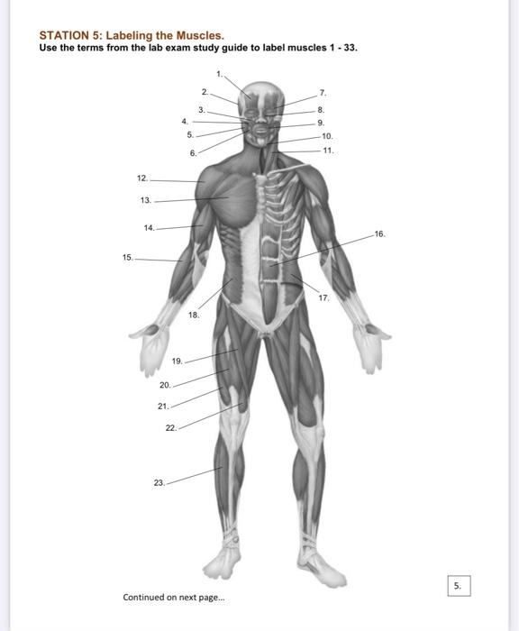 Solved Bone and Muscle Tissue Lab - Musculoskeletal System | Chegg.com