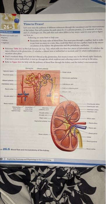 Solved Tracing Substances Through the Kidney Complete the | Chegg.com