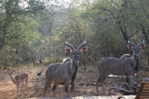 Culling at Marloth Park has been mandated by a court decision in Mpumalanga.