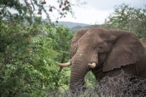 The victim saw an elephant behind the trees and rushed over to save two kids.