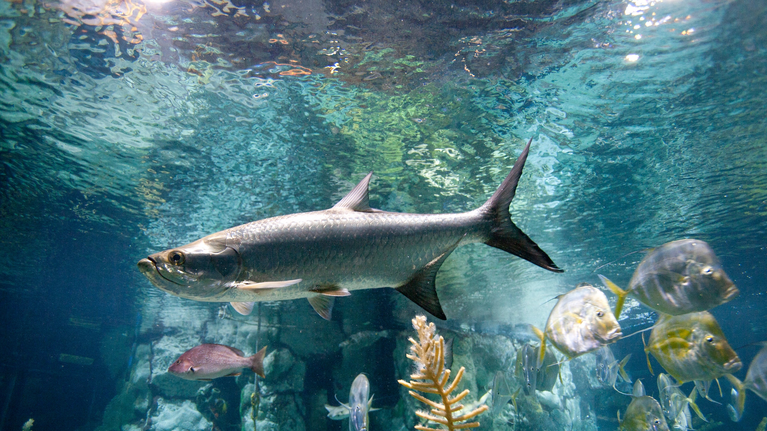 Shedd Aquarium chicago